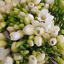 Flower shop Versilia